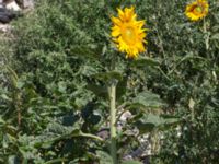 Helianthus annuus Jordhögar S grodreservatet, Norra hamnen, Malmö, Skåne, Sweden 20160731_0063