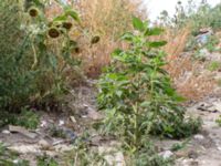 Helianthus annuus Jordhögar S grodreservatet, Norra hamnen, Malmö, Skåne, Sweden 20160822_0022