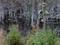 Helianthus annuus Klagshamns kalkbrott, Klagshamns udde, Malmö, Skåne, Sweden 20151030_0017