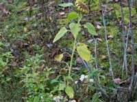 Helianthus annuus Klagshamns kalkbrott, Klagshamns udde, Malmö, Skåne, Sweden 20151030_0022