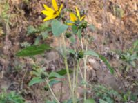 Helianthus annuus Prästavägen, Lund, Skåne, Sweden 20160925_0072