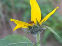 Helianthus annuus Prästavägen, Lund, Skåne, Sweden 20160925_0073