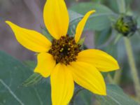 Helianthus annuus Prästavägen, Lund, Skåne, Sweden 20160925_0074