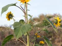 Helianthus annuus Prästavägen, Lund, Skåne, Sweden 20160925_0096