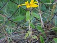 Helianthus annuus Sjödikenvägen 101, Svedala, Skåne, Sweden 20200923_0023