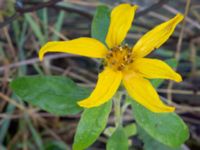 Helianthus annuus Sjödikenvägen 101, Svedala, Skåne, Sweden 20200923_0024