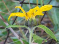 Helianthus annuus Sjödikenvägen 101, Svedala, Skåne, Sweden 20200923_0025