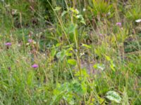 Helianthus debilis Olsgårdsgatan, Malmö, Skåne, Sweden 20190714_0027