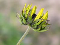 Helianthus debilis Olsgårdsgatan, Malmö, Skåne, Sweden 20190714_0029