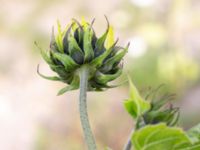 Helianthus debilis Olsgårdsgatan, Malmö, Skåne, Sweden 20190714_0032