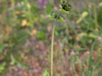 Helianthus debilis Olsgårdsgatan, Malmö, Skåne, Sweden 20190714_0034