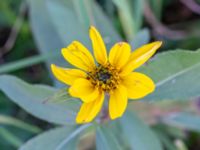 Helianthus pauciflorus Arriesjön, Vellinge, Skåne, Sweden 20181009_0002