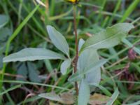 Helianthus pauciflorus Arriesjön, Vellinge, Skåne, Sweden 20181009_0004