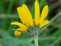 Helianthus pauciflorus Arriesjön, Vellinge, Skåne, Sweden 20181009_0006