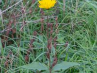 Helianthus pauciflorus Arriesjön, Vellinge, Skåne, Sweden 20181009_0009