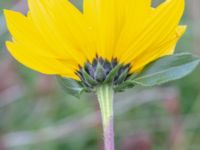 Helianthus pauciflorus Arriesjön, Vellinge, Skåne, Sweden 20181009_0013