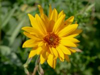 Helianthus pauciflorus Ulricedal, Malmö, Skåne, Sweden 20190811_0058