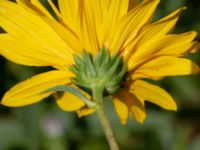 Helianthus pauciflorus Ulricedal, Malmö, Skåne, Sweden 20190811_0060