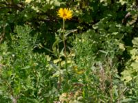 Helianthus pauciflorus Ulricedal, Malmö, Skåne, Sweden 20190811_0064