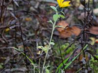 Helianthus petiolaris Klagshamns kalkbrott, Klagshamns udde, Malmö, Skåne, Sweden 20151030_0012