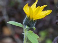 Helianthus petiolaris Klagshamns kalkbrott, Klagshamns udde, Malmö, Skåne, Sweden 20151030_0014