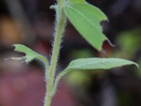 Helianthus petiolaris Klagshamns kalkbrott, Klagshamns udde, Malmö, Skåne, Sweden 20151030_0015