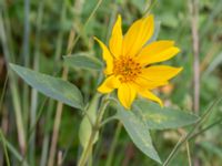 Helianthus petiolaris Södra hamnbassängen, Malmö, Skåne, Sweden 20231007_0025