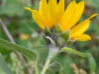 Helianthus petiolaris Södra hamnbassängen, Malmö, Skåne, Sweden 20231007_0028