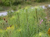 Helianthus salicifolius Lindängelunds rekreationsområde, Malmö, Skåne, Sweden 20160821_0035