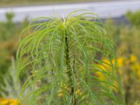 Helianthus salicifolius Lindängelunds rekreationsområde, Malmö, Skåne, Sweden 20160821_0038