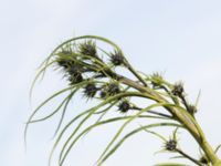 Helianthus salicifolius Lindängelunds rekreationsområde, Malmö, Skåne, Sweden 20160925_0065