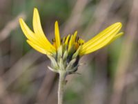 Helianthus tuberosus Bomhögsgatan 2, Bunkeflostrand, Malmö, Skåne, Sweden 20200919_0347