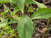 Helianthus tuberosus Ulricedal, Malmö, Skåne, Sweden 20190730_0047