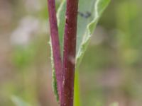 Helianthus tuberosus Ulricedal, Malmö, Skåne, Sweden 20190730_0048