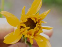 Helianthus tuberosus Ulricedal, Malmö, Skåne, Sweden 20190730_0049