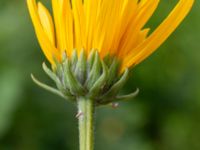 Helianthus tuberosus Ulricedal, Malmö, Skåne, Sweden 20190730_0051