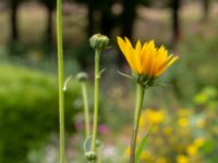 Helianthus tuberosus Ulricedal, Malmö, Skåne, Sweden 20190730_0052