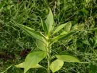 Helianthus tuberosus Ulricedal, Malmö, Sweden 20190724_0060