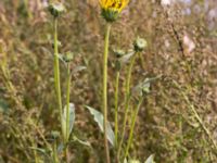 Helianthus x laetiflorus Jordhögar S grodreservatet, Norra hamnen, Malmö, Skåne, Sweden 20160822_0009