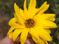 Helianthus x laetiflorus Jordhögar S grodreservatet, Norra hamnen, Malmö, Skåne, Sweden 20160822_0011