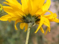 Helianthus x laetiflorus Jordhögar S grodreservatet, Norra hamnen, Malmö, Skåne, Sweden 20160822_0012