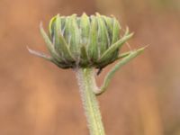 Helianthus x laetiflorus Jordhögar S grodreservatet, Norra hamnen, Malmö, Skåne, Sweden 20160822_0015