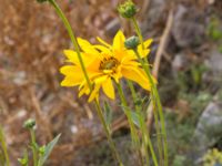 Helianthus x laetiflorus Jordhögar S grodreservatet, Norra hamnen, Malmö, Skåne, Sweden 20160822_0016