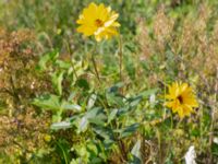 Helianthus x laetiflorus Nordanå grusterminal, Staffanstorp, Skåne, Sweden 20230818_0050