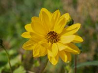 Helianthus x laetiflorus Nordanå grusterminal, Staffanstorp, Skåne, Sweden 20230818_0051