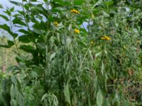 Helianthus x laetiflorus Odlingsvägen, Alnarp, Lomma, Skåne, Sweden 20190808_0011