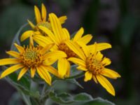 Helianthus x laetiflorus Odlingsvägen, Alnarp, Lomma, Skåne, Sweden 20190808_0012