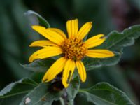 Helianthus x laetiflorus Odlingsvägen, Alnarp, Lomma, Skåne, Sweden 20190808_0013