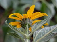 Helianthus x laetiflorus Odlingsvägen, Alnarp, Lomma, Skåne, Sweden 20190808_0014