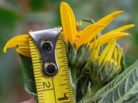 Helianthus x laetiflorus Odlingsvägen, Alnarp, Lomma, Skåne, Sweden 20190808_0023